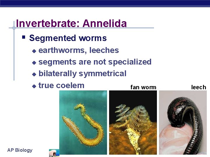 Invertebrate: Annelida § Segmented worms earthworms, leeches u segments are not specialized u bilaterally