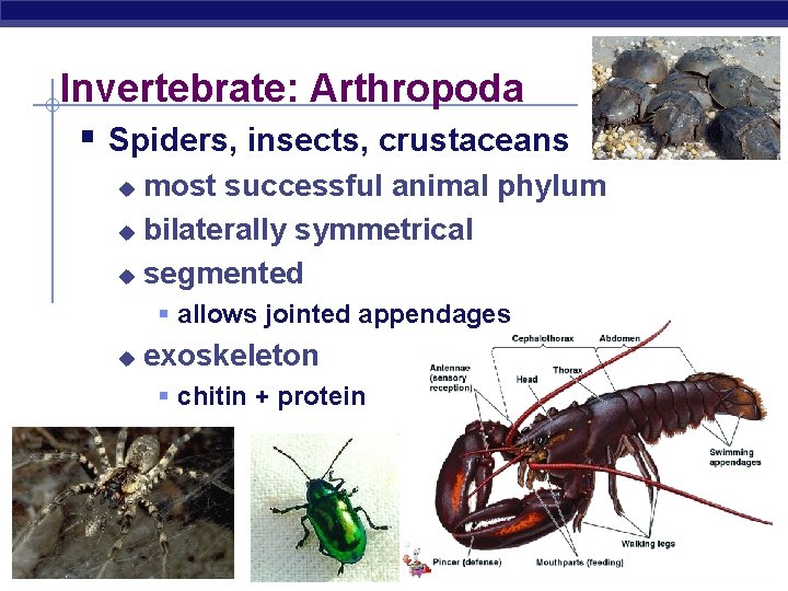 Invertebrate: Arthropoda § Spiders, insects, crustaceans most successful animal phylum u bilaterally symmetrical u