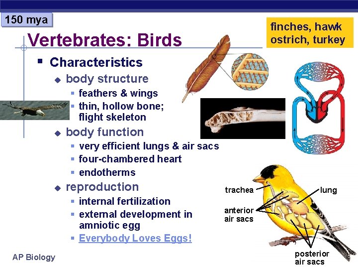 150 mya finches, hawk ostrich, turkey Vertebrates: Birds § Characteristics u body structure §