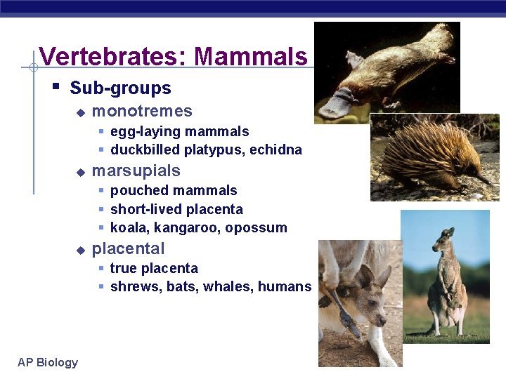 Vertebrates: Mammals § Sub-groups u monotremes § egg-laying mammals § duckbilled platypus, echidna u