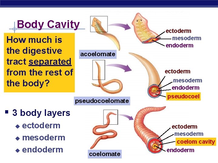 Body Cavity How much is the digestive tract separated from the rest of the