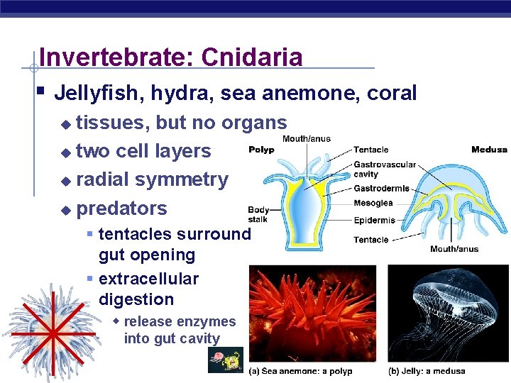 Invertebrate: Cnidaria § Jellyfish, hydra, sea anemone, coral tissues, but no organs u two