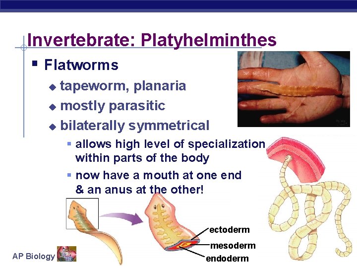 Invertebrate: Platyhelminthes § Flatworms tapeworm, planaria u mostly parasitic u bilaterally symmetrical u §