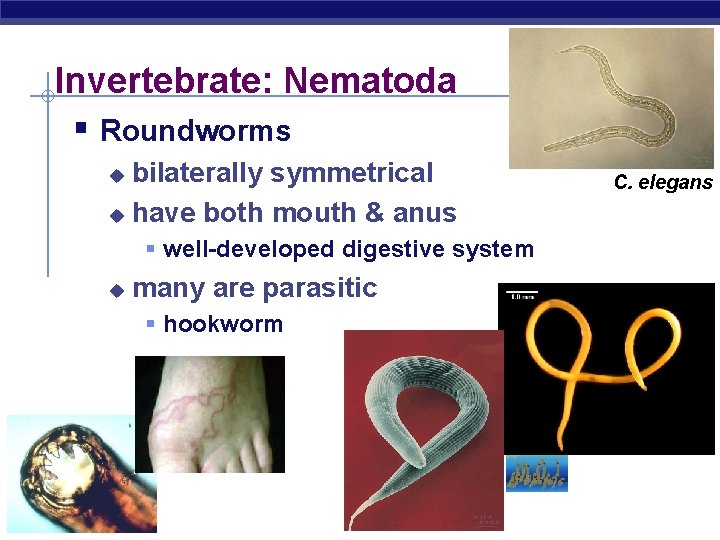 Invertebrate: Nematoda § Roundworms bilaterally symmetrical u have both mouth & anus u §