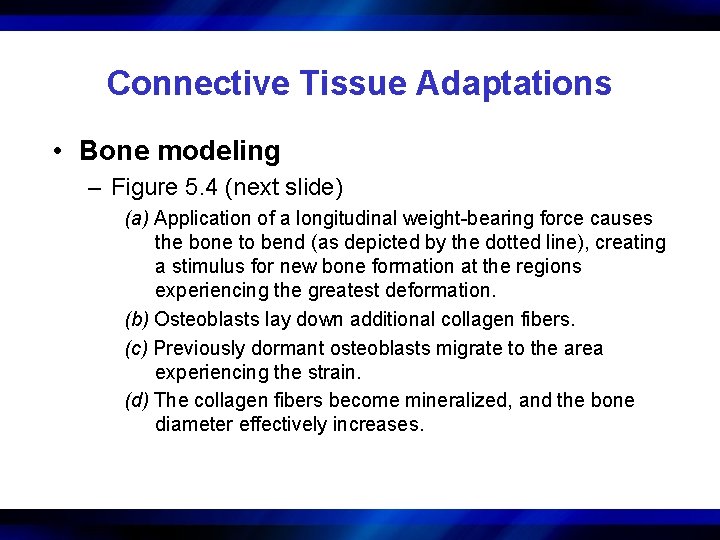 Connective Tissue Adaptations • Bone modeling – Figure 5. 4 (next slide) (a) Application