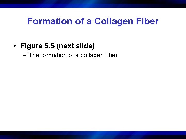 Formation of a Collagen Fiber • Figure 5. 5 (next slide) – The formation