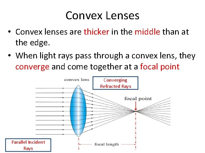 Convex Lenses • Convex lenses are thicker in the middle than at the edge.