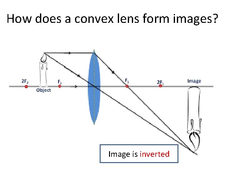 How does a convex lens form images? Image is inverted 