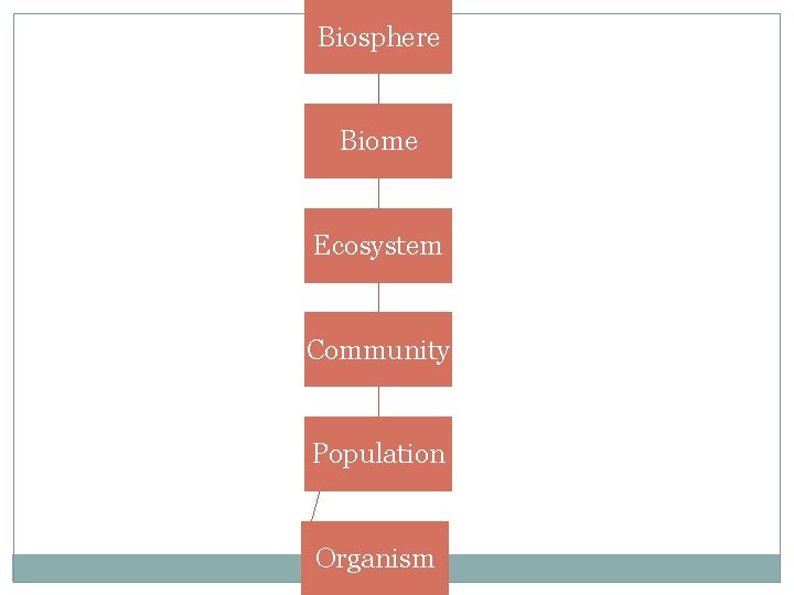 Biosphere Biome Ecosystem Community Population Organism 