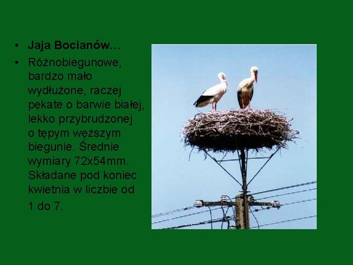  • Jaja Bocianów… • Różnobiegunowe, bardzo mało wydłużone, raczej pękate o barwie białej,