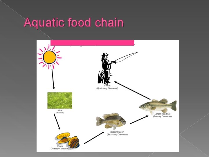 FOOD CHAINS AND WEBS What is a Food