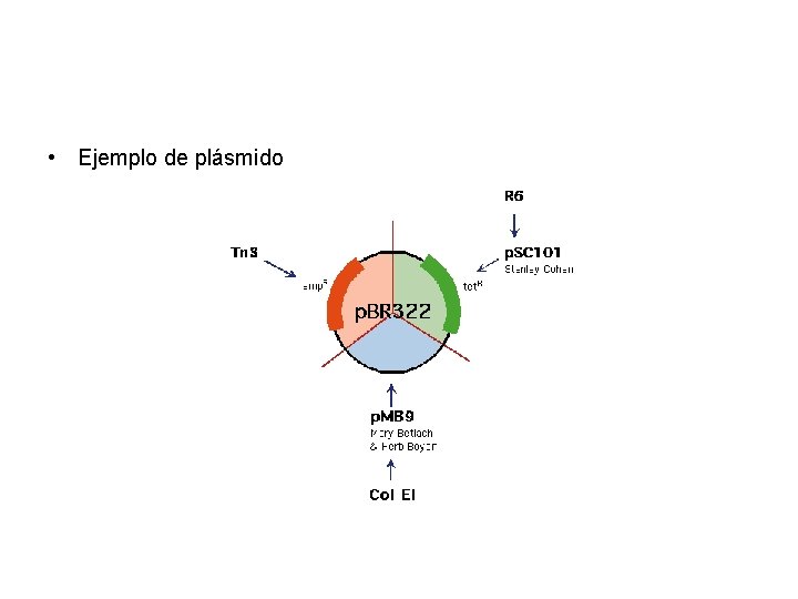  • Ejemplo de plásmido 