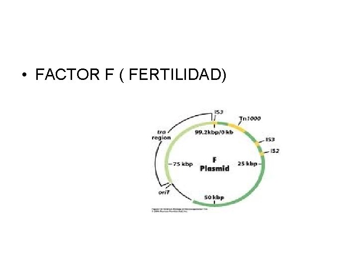 • FACTOR F ( FERTILIDAD) 