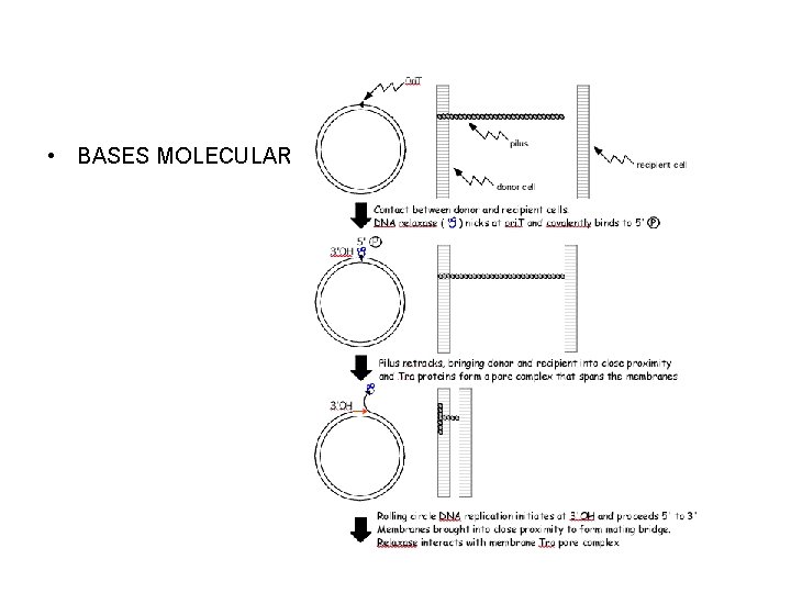  • BASES MOLECULARES 