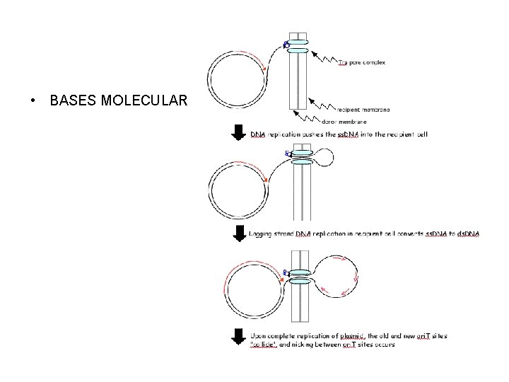  • BASES MOLECULARES 