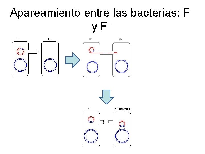 Apareamiento entre las bacterias: F’ y F- 