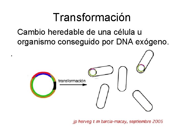 Transformación Cambio heredable de una célula u organismo conseguido por DNA exógeno. . 