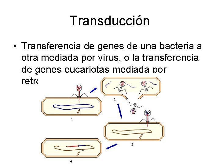 Transducción • Transferencia de genes de una bacteria a otra mediada por virus, o