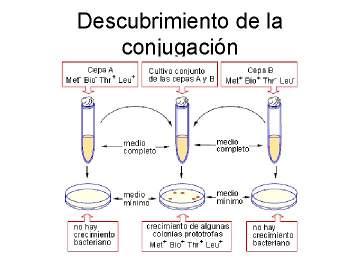 Descubrimiento de la conjugación 