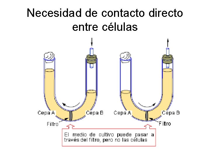 Necesidad de contacto directo entre células 