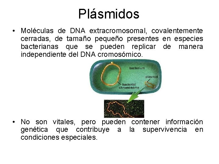 Plásmidos • Moléculas de DNA extracromosomal, covalentemente cerradas, de tamaño pequeño presentes en especies