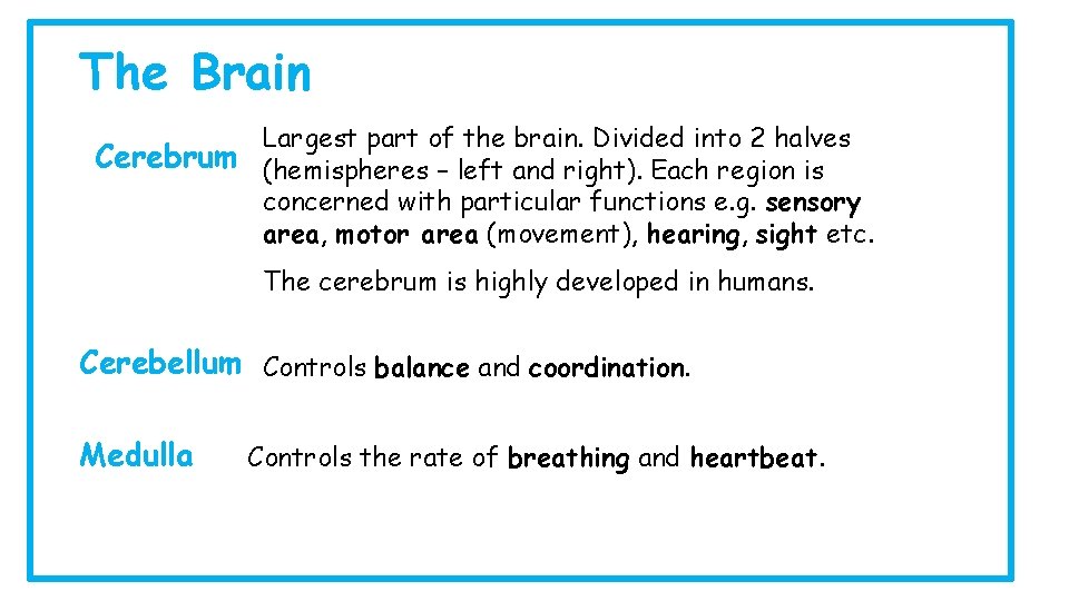 The Brain Largest part of the brain. Divided into 2 halves Cerebrum (hemispheres –