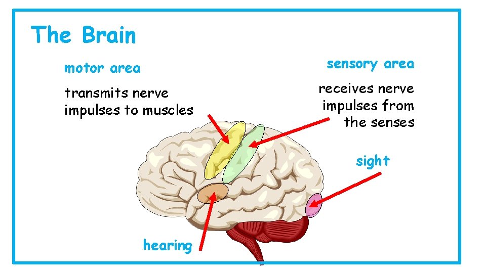 The Brain sensory area motor area transmits nerve impulses to muscles receives nerve impulses