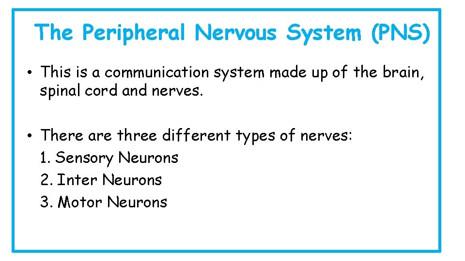 The Peripheral Nervous System (PNS) • This is a communication system made up of