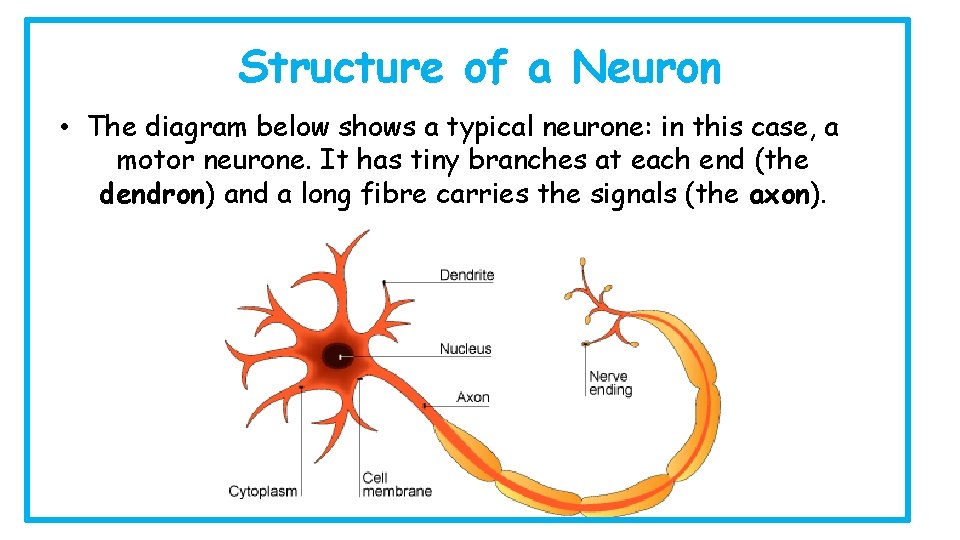 Structure of a Neuron • The diagram below shows a typical neurone: in this