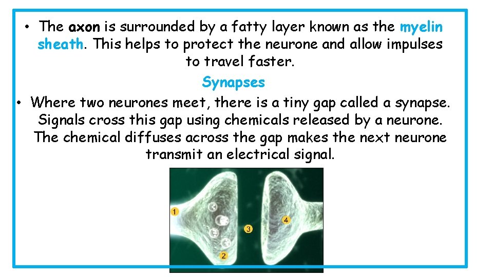  • The axon is surrounded by a fatty layer known as the myelin