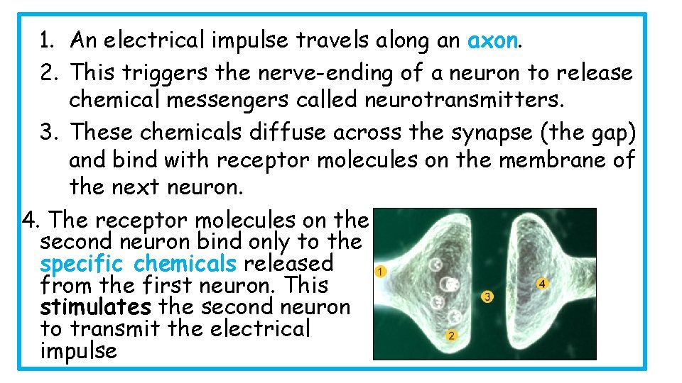 1. An electrical impulse travels along an axon. 2. This triggers the nerve-ending of