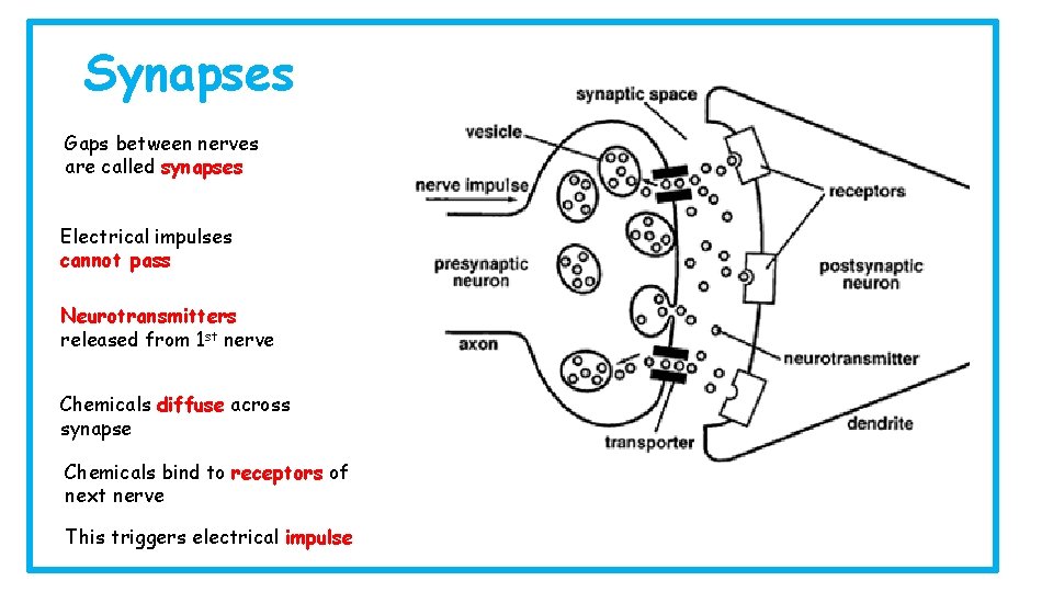 Synapses Gaps between nerves are called synapses Electrical impulses cannot pass Neurotransmitters released from