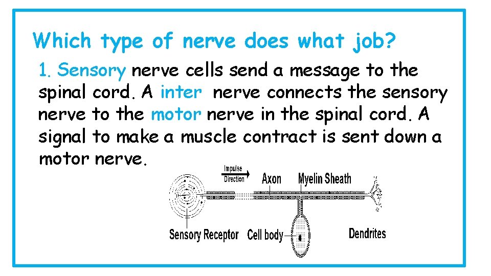 Which type of nerve does what job? 1. Sensory nerve cells send a message