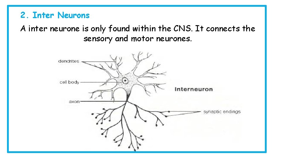 2. Inter Neurons A inter neurone is only found within the CNS. It connects