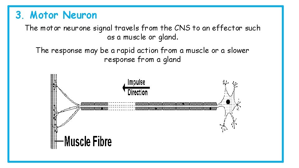 3. Motor Neuron The motor neurone signal travels from the CNS to an effector