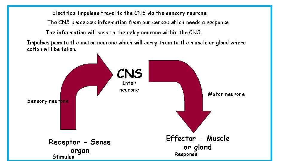 Electrical impulses travel to the CNS via the sensory neurone. The CNS processes information
