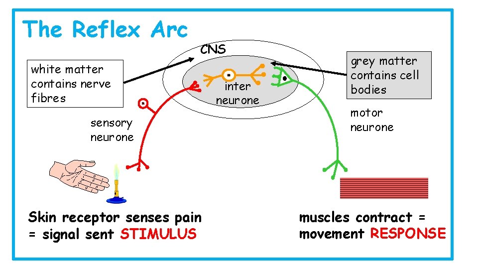 The Reflex Arc CNS white matter contains nerve fibres sensory neurone Skin receptor senses