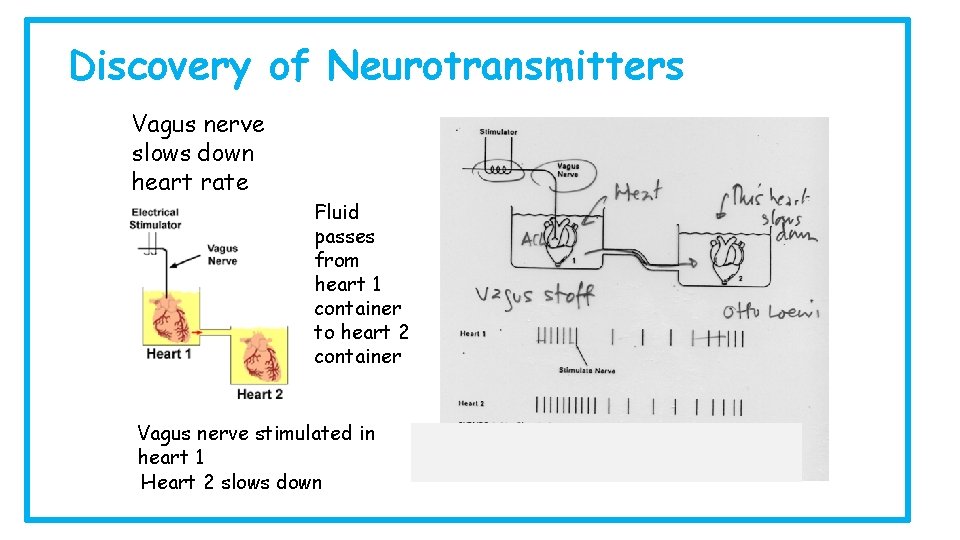 Discovery of Neurotransmitters Vagus nerve slows down heart rate Fluid passes from heart 1