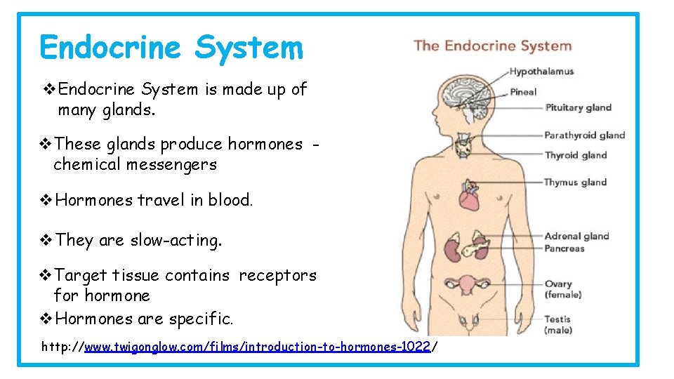 Endocrine System v. Endocrine System is made up of many glands. v. These glands