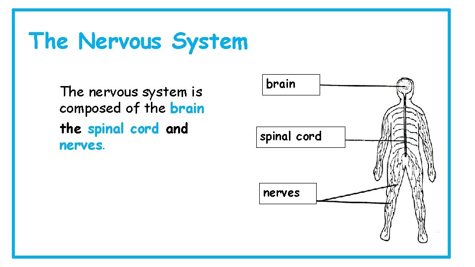 The Nervous System The nervous system is composed of the brain, the spinal cord