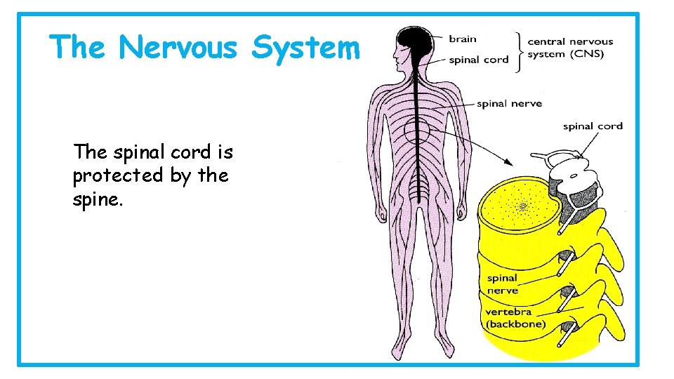 The Nervous System The spinal cord is protected by the spine. 