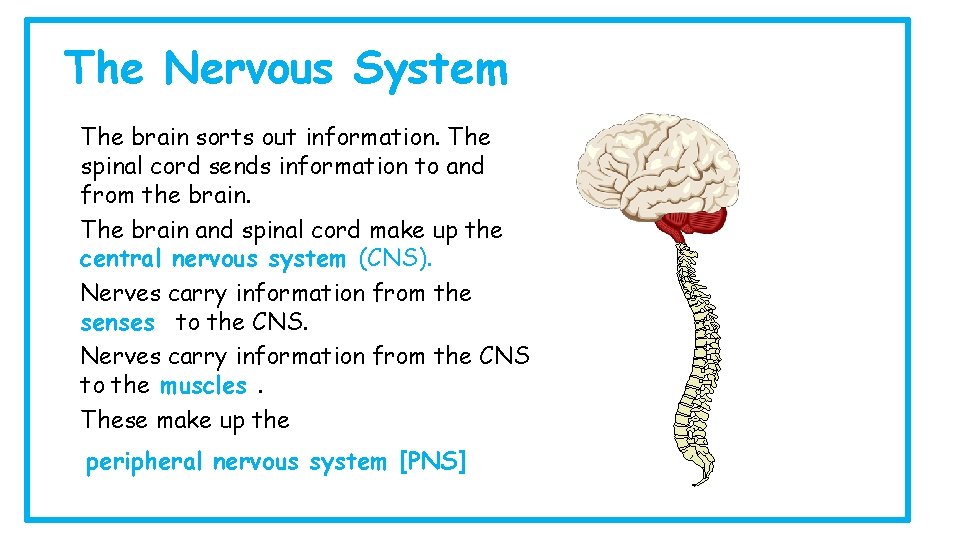 The Nervous System The brain sorts out information. The spinal cord sends information to