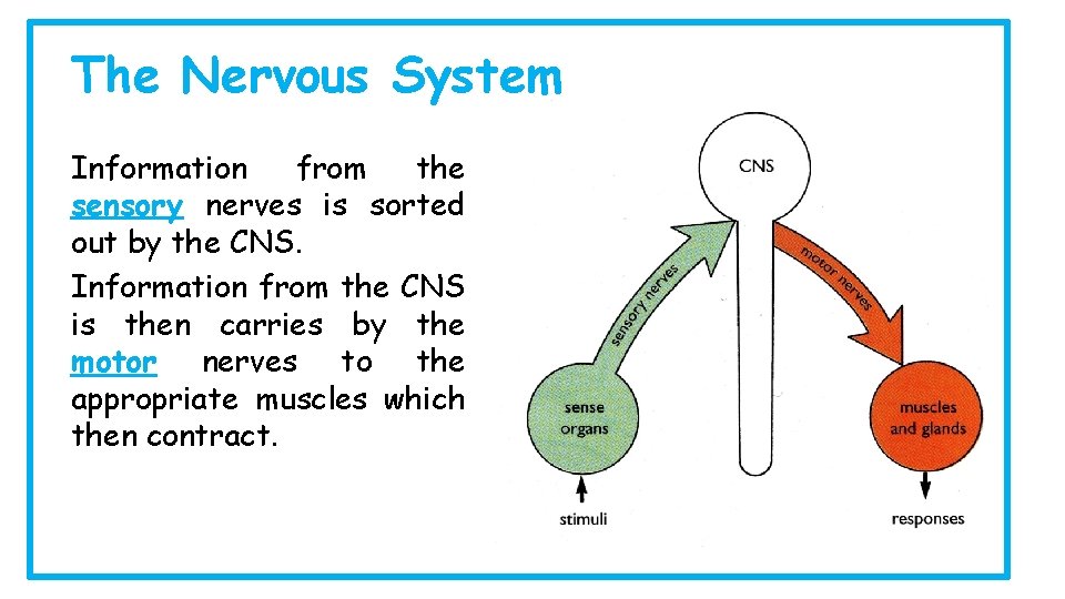 The Nervous System Information from the sensory nerves is sorted out by the CNS.