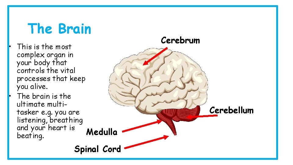 The Brain • This is the most complex organ in your body that controls