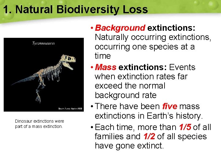 1. Natural Biodiversity Loss Dinosaur extinctions were part of a mass extinction. • Background