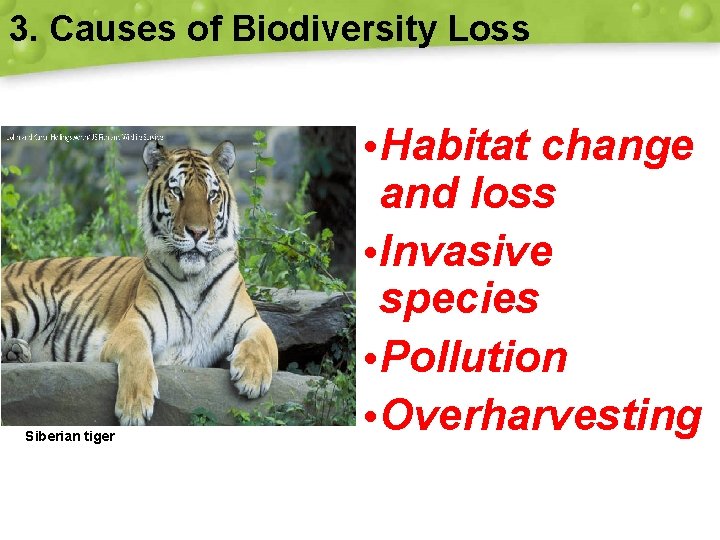 3. Causes of Biodiversity Loss Siberian tiger • Habitat change and loss • Invasive