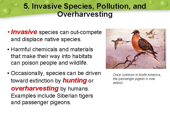 5. Invasive Species, Pollution, and Overharvesting • Invasive species can out-compete and displace native