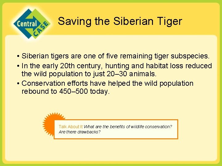 Saving the Siberian Tiger • Siberian tigers are one of five remaining tiger subspecies.