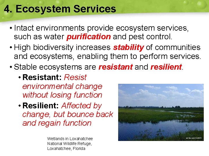 4. Ecosystem Services • Intact environments provide ecosystem services, such as water purification and