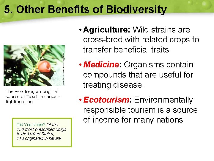 5. Other Benefits of Biodiversity • Agriculture: Wild strains are cross-bred with related crops
